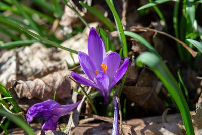 Crocus heuffelianus, photographed by Jernej Polajnar