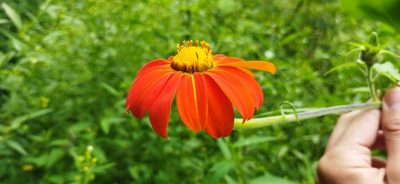 Tithonia rotundifolia, photographed by Fede y Vani