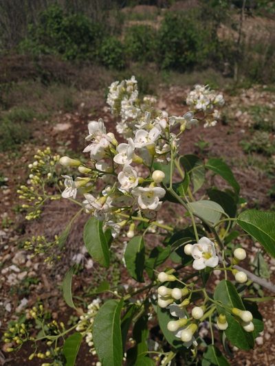 Bourreria pulchra, photographed by Juan Cruzado Cortés