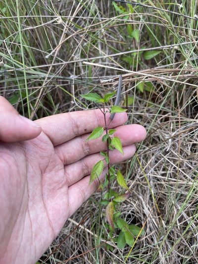Corchorus siliquosus, photographed by Brandon Corder