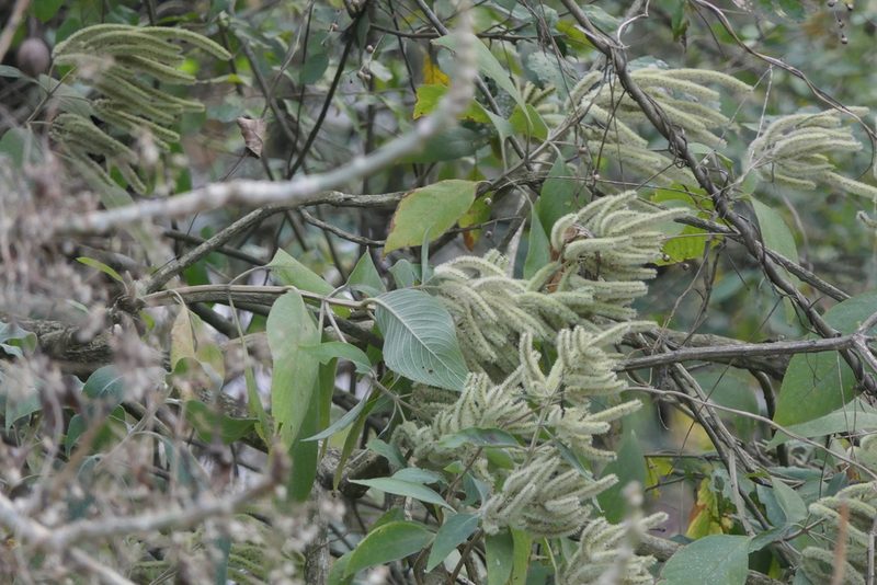 Colebrookea oppositifolia, photographed by Dinesh Valke
