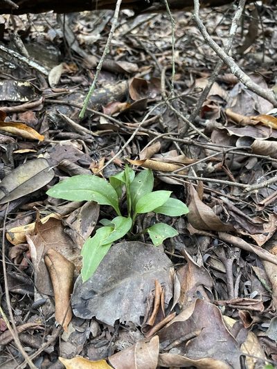 Beloglottis costaricensis, photographed by Brandon Corder