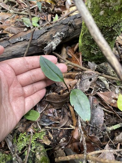 Eltroplectris calcarata, photographed by Brandon Corder
