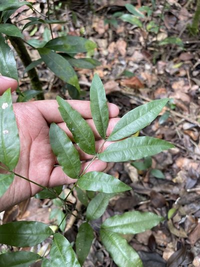 Exothea paniculata, photographed by Brandon Corder