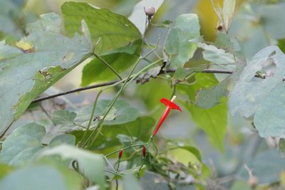 Ipomoea hederifolia, photographed by Dinesh Valke