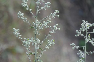 Blumea sinuata