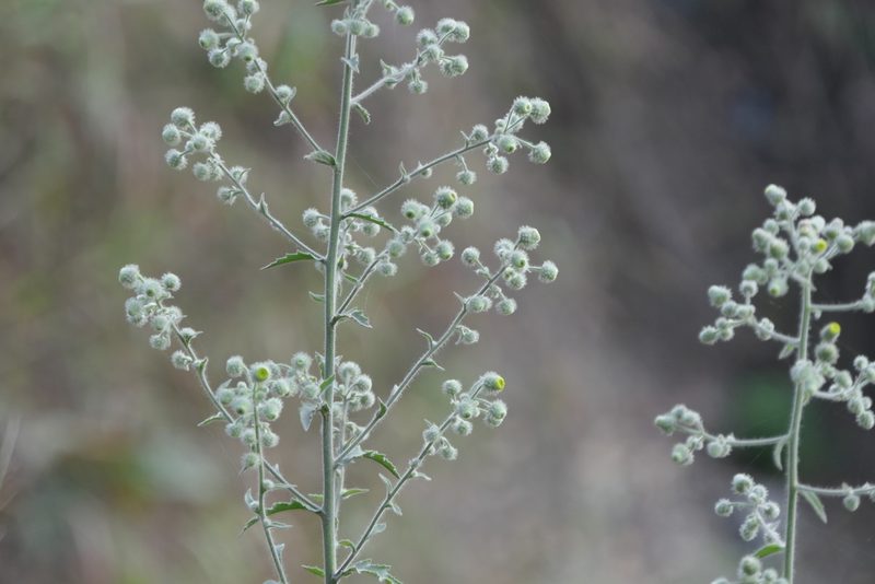 Blumea sinuata, photographed by Dinesh Valke