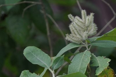 Colebrookea oppositifolia, photographed by Dinesh Valke