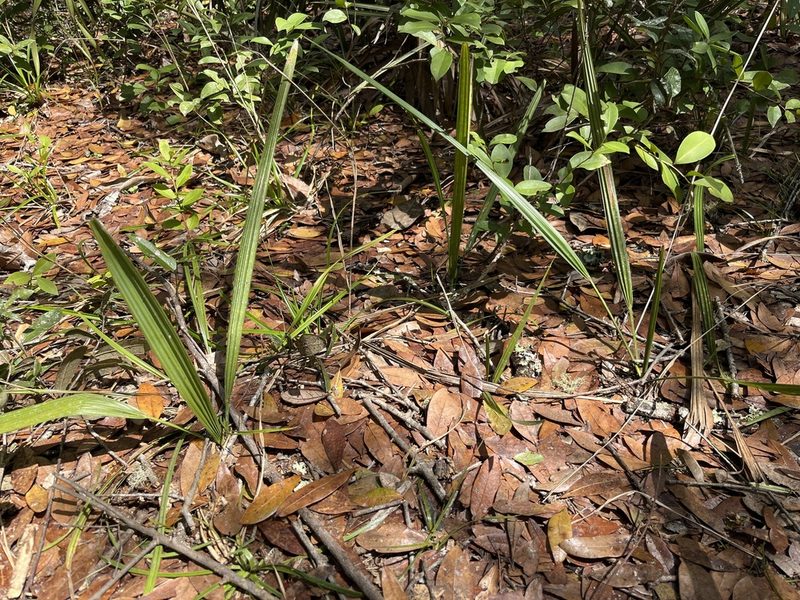 Rhapidophyllum hystrix, photographed by Darren Oh