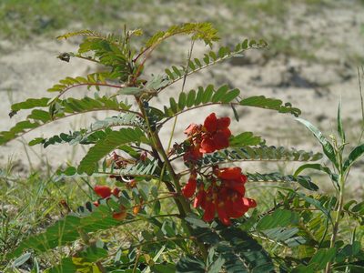 Sesbania punicea, photographed by Daniel Dias