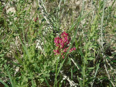 Chenopodium retusum, photographed by Daniel Dias