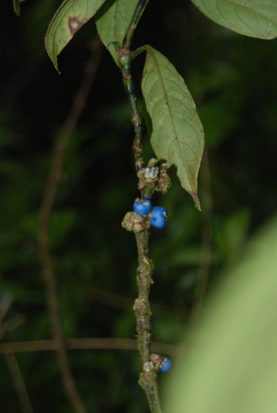 Palicourea axillaris, photographed by Loren Cassin Sackett