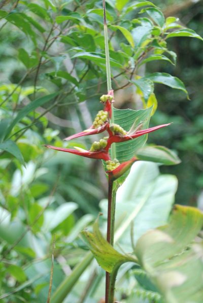 Heliconia monteverdensis, photographed by Loren Cassin Sackett