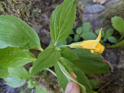 Erythranthe dentata, photographed by Laura J. Costello