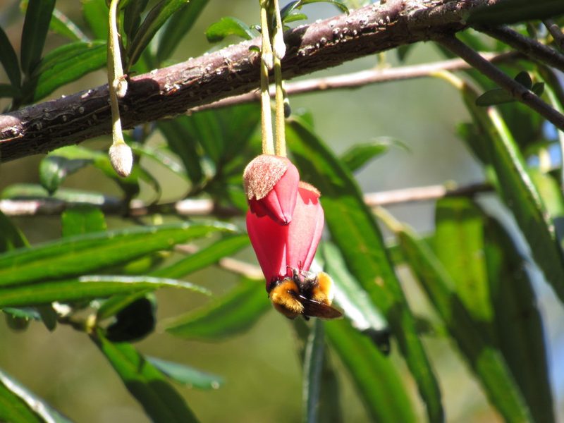 Crinodendron hookerianum, photographed by Nicolas Olejnik