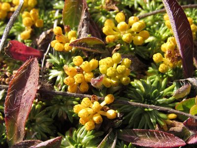 Azorella trifurcata, photographed by Nicolas Olejnik