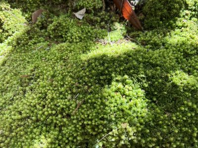 Leucobryum albidum, photographed by Darren Oh