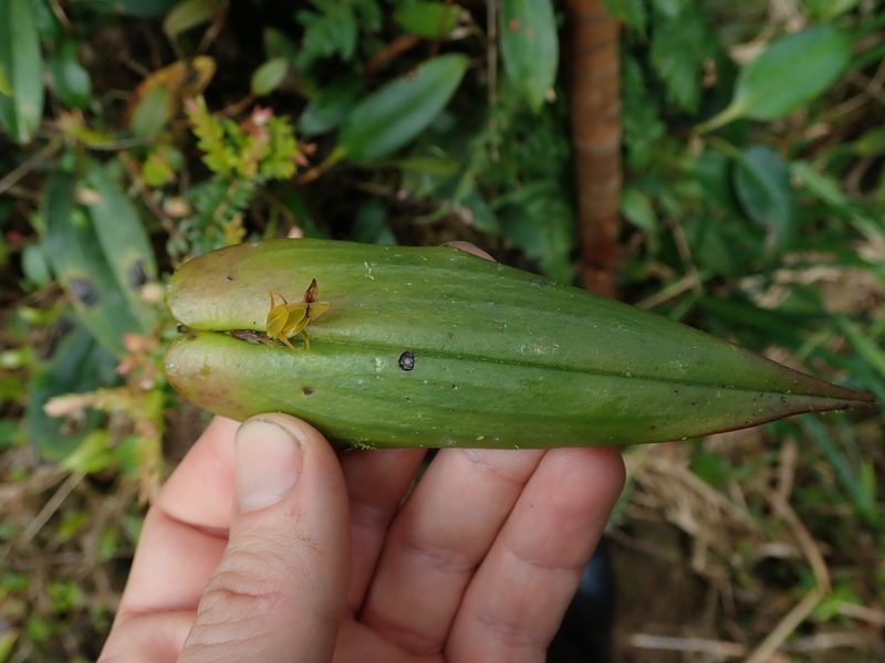 Pleurothallis coriacardia, photographed by Nolan Exe