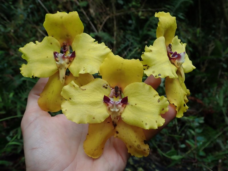 Cyrtochilum macranthum, photographed by Nolan Exe