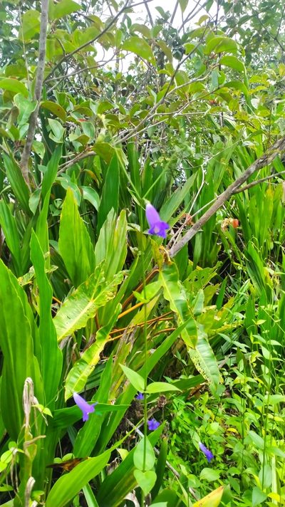 Chelonanthus purpurascens, photographed by Guillaume Delaitre