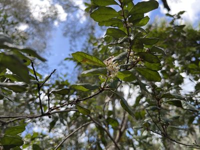 Lyonia ferruginea
