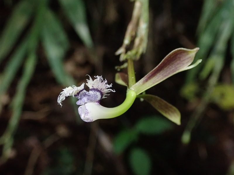 Epidendrum jatunsachanum, photographed by Nolan Exe