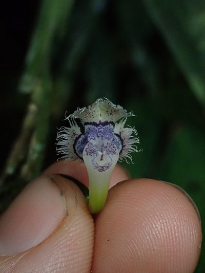 Epidendrum jatunsachanum, photographed by Nolan Exe