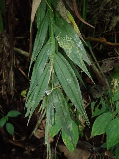 Epidendrum jatunsachanum, photographed by Nolan Exe