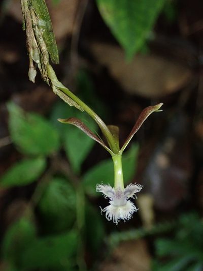 Epidendrum jatunsachanum, photographed by Nolan Exe
