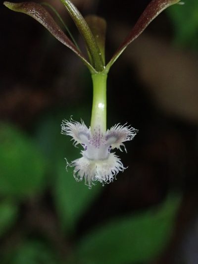 Epidendrum jatunsachanum, photographed by Nolan Exe