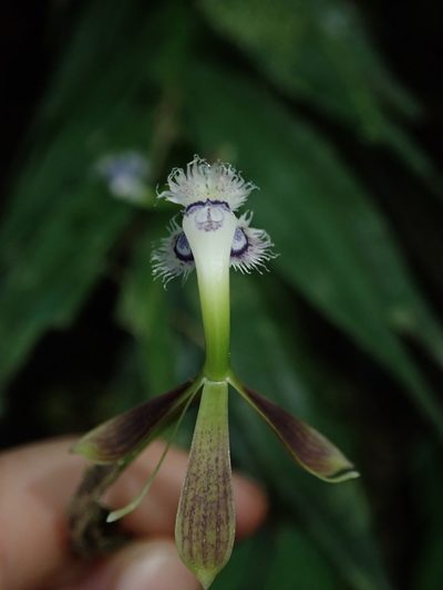 Epidendrum jatunsachanum, photographed by Nolan Exe