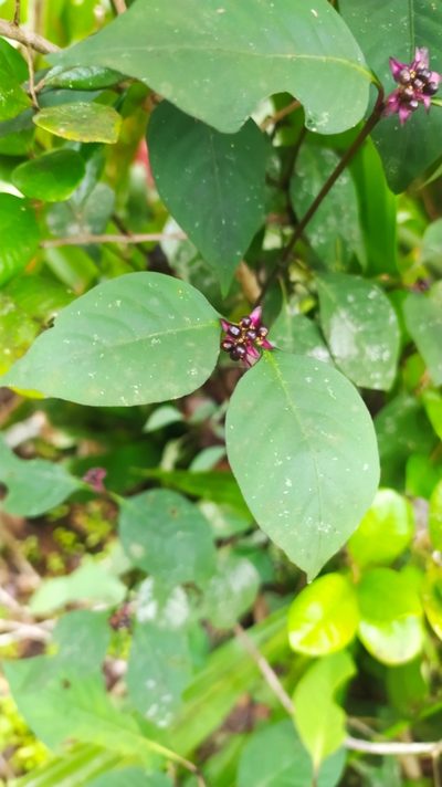 Palicourea hoffmannseggiana, photographed by Guillaume Delaitre