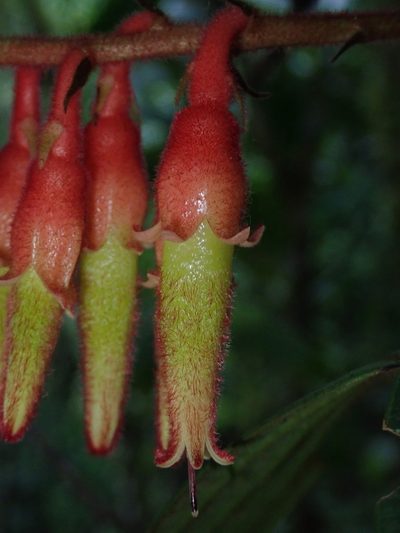 Psammisia ferruginea, photographed by Nolan Exe
