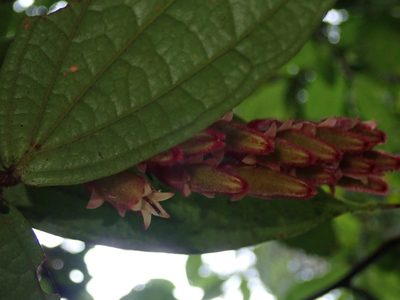 Psammisia ferruginea, photographed by Nolan Exe