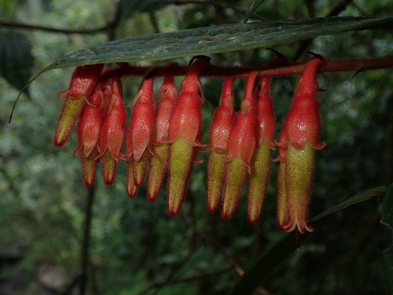Psammisia ferruginea, photographed by Nolan Exe