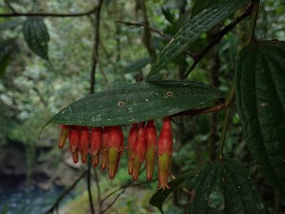 Psammisia ferruginea, photographed by Nolan Exe