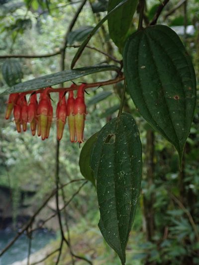 Psammisia ferruginea, photographed by Nolan Exe