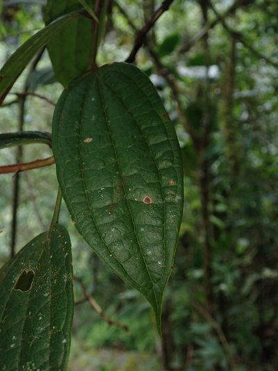 Psammisia ferruginea, photographed by Nolan Exe