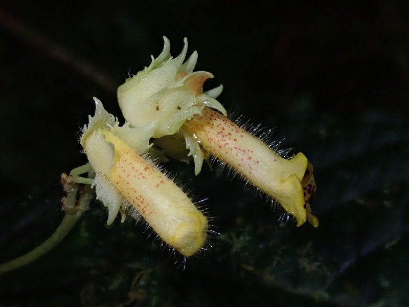 Gasteranthus wendlandianus, photographed by Nolan Exe