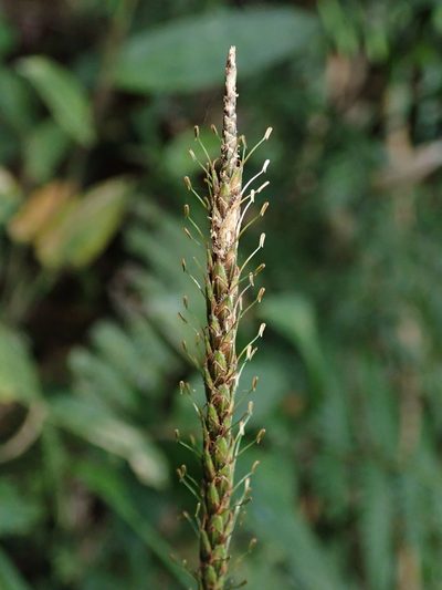 Carex hamata, photographed by Nolan Exe