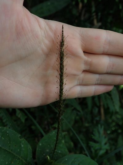 Carex hamata, photographed by Nolan Exe