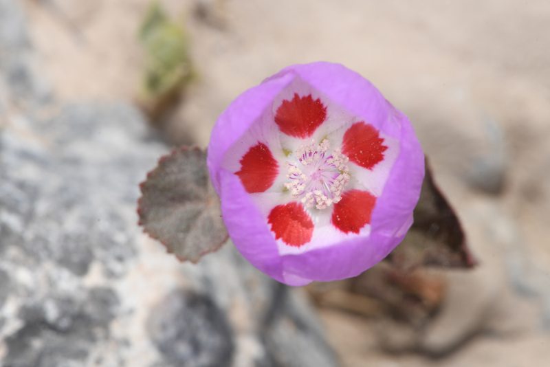 Eremalche rotundifolia, photographed by Trevor Van Loon