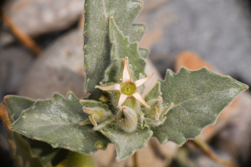 Mentzelia reflexa, photographed by Trevor Van Loon