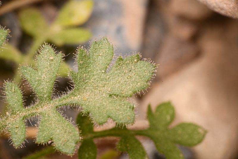 Gilia scopulorum, photographed by Trevor Van Loon