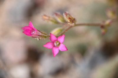 Aliciella latifolia, photographed by Trevor Van Loon