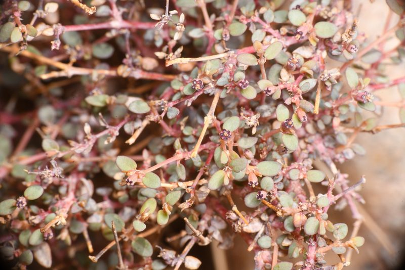 Euphorbia parishii, photographed by Trevor Van Loon