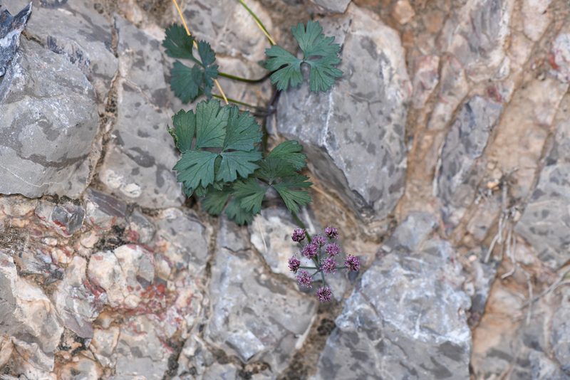 Cymopterus gilmanii, photographed by Trevor Van Loon