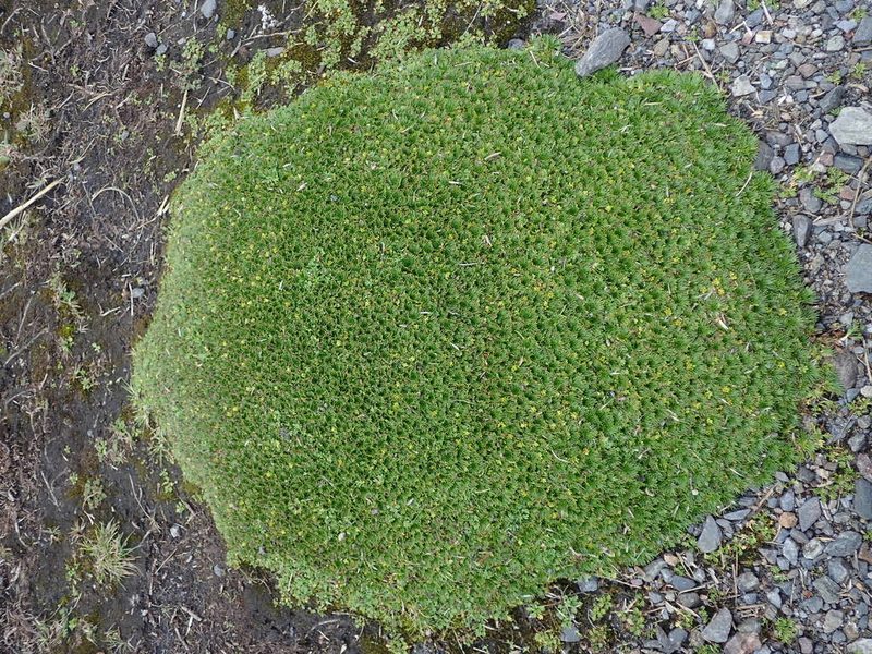 Azorella pedunculata, photographed by Nolan Exe