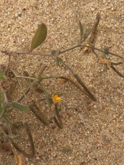 Coronilla repanda, photographed by Andre Hosper