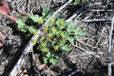 Lomatium lucidum, photographed by dirt_tan949